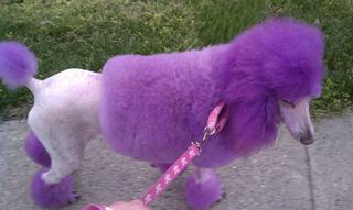 Transfurmations Dog Grooming Transfurmations Dog Grooming